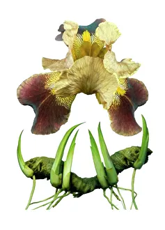 Stampe di Iris con barba, illustrazione Immagini datate 2011 agosto: Iris barbata