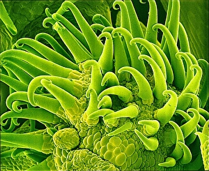 Scanning Electron Microscopy Plant Cells Stampe: Bedstraw stem, SEM