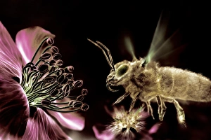 Flowering Plant Reproduction Stampe: Bee and flower, computer artwork