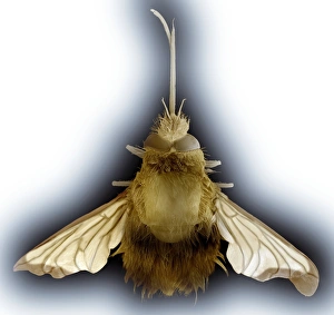Insect Scanning Electron Microscopy Stampe: Bee hawk moth, SEM