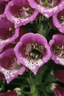 Plant Reproduction Biology Stampe: Bee pollination