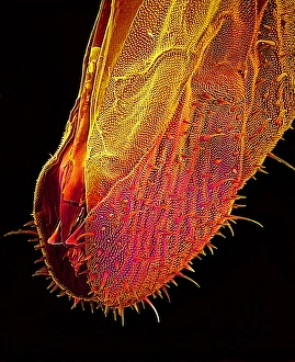 Insect Mouthparts SEM Stampe: Bee proboscis, SEM