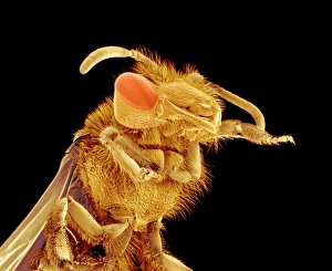 Coloured SEM Images Stampe: Bee, SEM