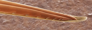 Stampe di Una punta di abeo d'ape da miele (Apis mellifera). Micrografia a risonanza elettronica colorata (SEM) della punta dell'abeo d'ape da miele. Le api vivono in un nido coloniale Immagini datate 2001: Puntura di abbeo SEM
