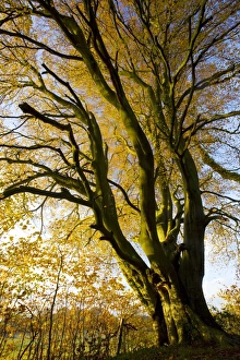 Autumn Leaves UK Stampe: Beech (Fagus sylvatica)