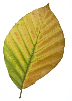 European Beech Leaves Stampe: Beech (Fagus sylvatica) tree leaf C014 / 0717