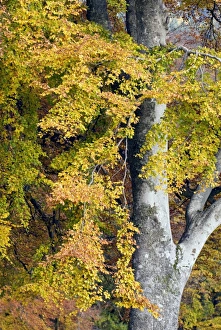Beech Foliage Stampe: Beech foliage