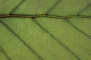 Beech Tree Leaves Stampe: Beech leaf