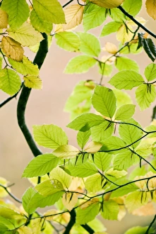 Beech Leaf Photography Stampe: Beech leaves