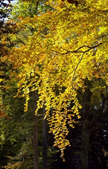 Fagus Sylvatica UK Stampe: Beech tree in autumn