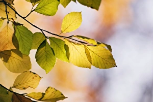 Autumn Beech Leaves Stampe: Beech tree foliage