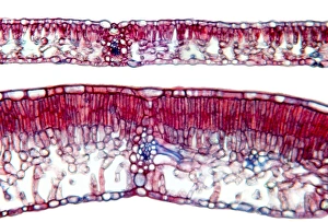 Beech Tree Leaves Stampe: Beech tree leaves, light micrograph