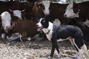 Stampe di L'allevamento del bestiame da carne in Israele, il Monte di Caravaggio La mandria si raccoglie nell'ombra sotto un albero Il cane pastore sorveglia Immagini datate 2011 dicembre: Allevamento di bovini da carne