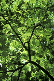 Maple Leaf Images Stampe: Bigleaf maple (Acer macrophyllum)