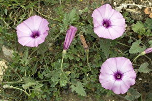 Mediterranean Flowers Stampe: Bindweed (Convolvulus althaeoides)