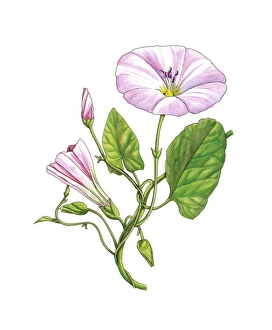 Convolvulus Arvensis Stampe: Bindweed (Convolvulus arvensis), artwork C016 / 3415