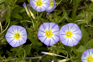 Spanish Wildflowers Stampe: Bindweed (Convolvulus tricolor)