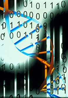 Genetic Code Stampe: Biological computing