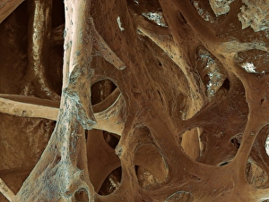 Stampe di Osso dell'uccello. Micrografia a risonanza di elettrone scannato (SEM) del linteriori dell'osso dal cranio di un uccello Immagini datate 2005 maggio: Osso del uccello, SEM