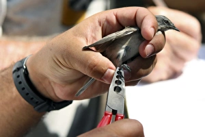 Bird Ringing Stampe: Bird ringing