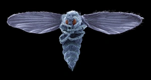 Scanning Electron Microscope Photos Stampe: Biting midge, SEM