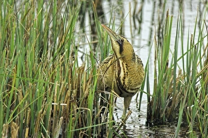 Bittern Bird Stampe: Bittern