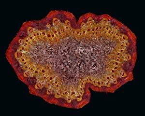 Polarised Light Micrograph Stampe: Black burdock stem, light micrograph