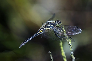 Sympetrum Danae Stampe: Black darter dragonfly