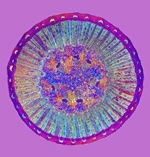 Polarised Light Microscopy Stampe: Black pepper stem, light micrograph