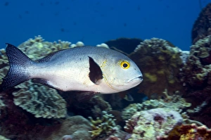Coral Reef Fauna Stampe: Black snapper