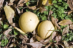 Autumn Fruit Stampe: Black walnuts