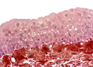 Light Microscope Images Stampe: Bladder epithelium, light micrograph