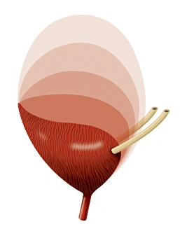 Human Anatomy Art Stampe: Bladder expansion, artwork