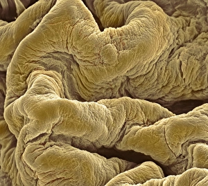 Stampe di La parete del bladder, micrografo di rilievo elettronegativo colorato (SEM) della superficie interna delle pieghe del bladder in stato contratto Immagini datate 2003 maggio: Pelle del bladder, SEM