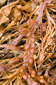 Bladder Wrack Stampe: Bladder wrack