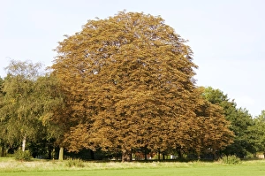 Stampe di Il cancro sanguigno della castagna di cavallo (Aesculus hippocastanum). Giallimento delle foglie su un albero di castagna di cavallo gialla (Aesculus hippocastanea) Immagini datate 2006 dicembre: Carenza di sangue