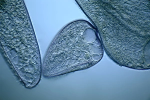 Light Microscopy Images Stampe: Blepharisma protozoa, light micrograph