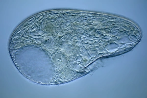 Light Microscopy Images Stampe: Blepharisma protozoan, light micrograph