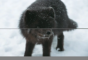 Rare Animal Photos Stampe: Blue fox