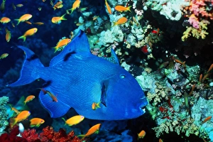 Tropical Fish Species Stampe: Blue triggerfish