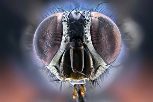 Compound Eyes Insect Stampe: Bluebottle