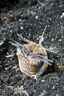 Stampe di Il verme Bobbit con le mandibole estese. I vermi Bobbit (Eunice aphroditois) sono vermicioli predatori aggressivi che usano i loro enormi denti grigi per catturare pesci passanti Immagini datate 2010 aprile: Lunga-larga di Bobbitta