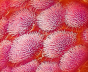 Wild Life Insect Photography Stampe: Body surface of weevil, SEM