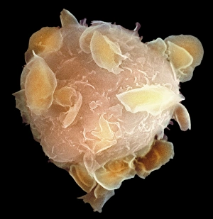 Stampe di La stella ossea del midollo osseo, micrografo di risonanza elettronegativa colorata (SEM) Immagini datate 2008 febbraio: Stem zootrofico del midollo osseo, SEM