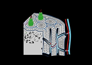 Stampe di La struttura ossea, arte computer. All'interno dell'osso è la cancellosa o spongy bone (sinistra), che si trova ai capi degli ossa lunghi e vertebre (ossa del collo) Immagini datate 2011 giugno: Struttura ossea, arte