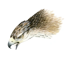 African Raptors Stampe: Bonellis eagle, artwork