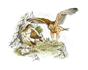 Indian Subcontinent Wildlife Stampe: Bonellis eagles, artwork