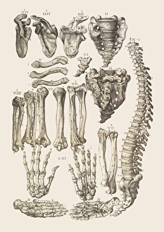 Stampe di Ossei del scheletro. Artwork from Juan Valverde de Amuscos textbook Anatomia del Corpo Humano (Anatomy of Human Body), published 1560 Immagini datate 2007 gennaio: Ossei del scheletro umano