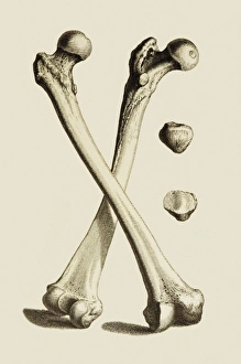 Stampe di Osso del legge. Artwork di ossa femorali (femori) e patelle, prese dall'opera dell'anatomista William Cheseldens Testo Osteographia o l'Anatomia delle Osche, pubblicato nel 1733 Immagini datate 2007 gennaio: Osso del ginocchio