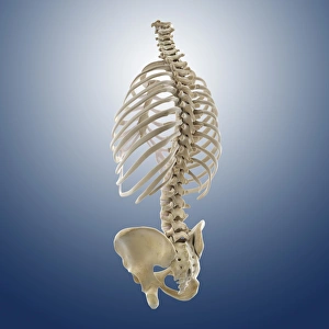 Spinal Column Illustration Stampe: Bones of the torso, artwork